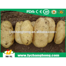 2014 China patata fresca en la venta caliente